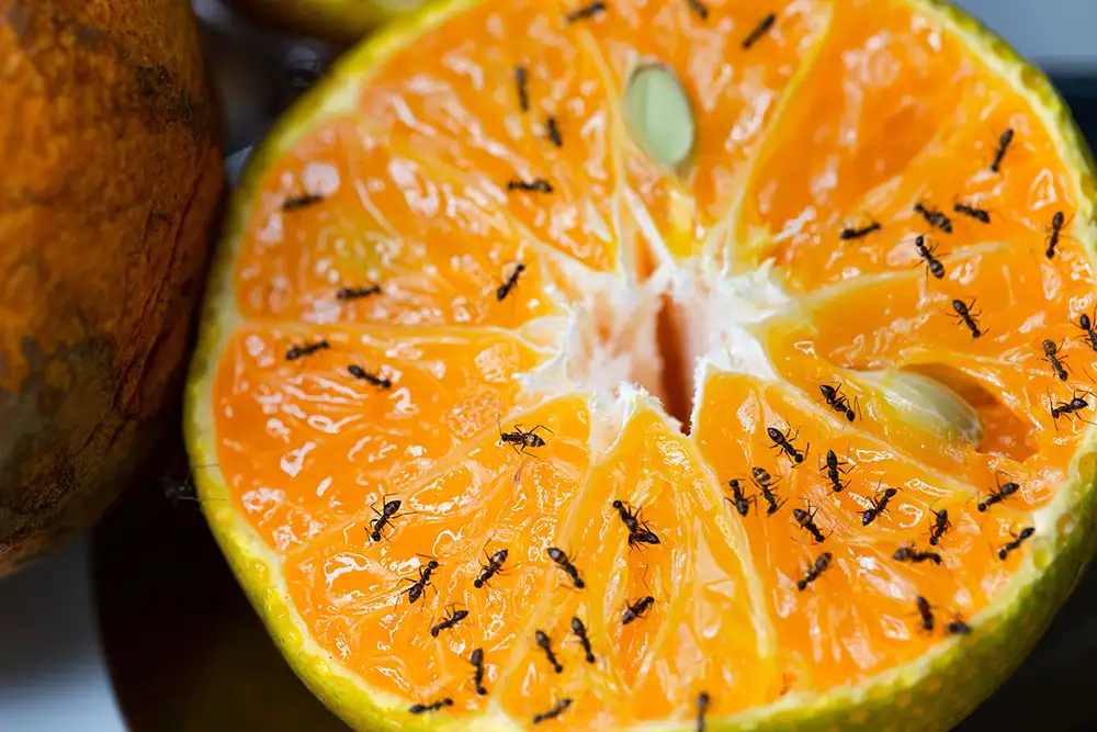 Fourmis sur une orange ouverte attirées par le sucre