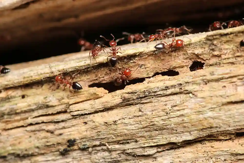 Fourmis charpentières creusant des galeries dans du bois humide