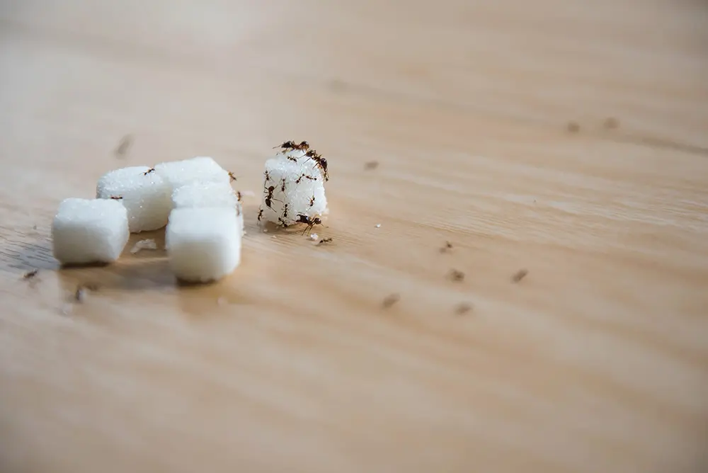 Des fourmis noires autour de morceaux de sucre sur une table dans une maison