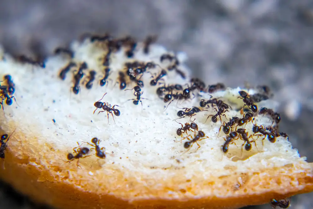 Groupe de fourmis se nourrissant sur un morceau de pain
