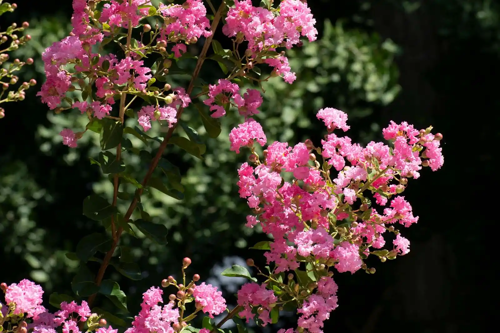 Lilas des Indes : L’arbuste 4 saisons pour un jardin coloré