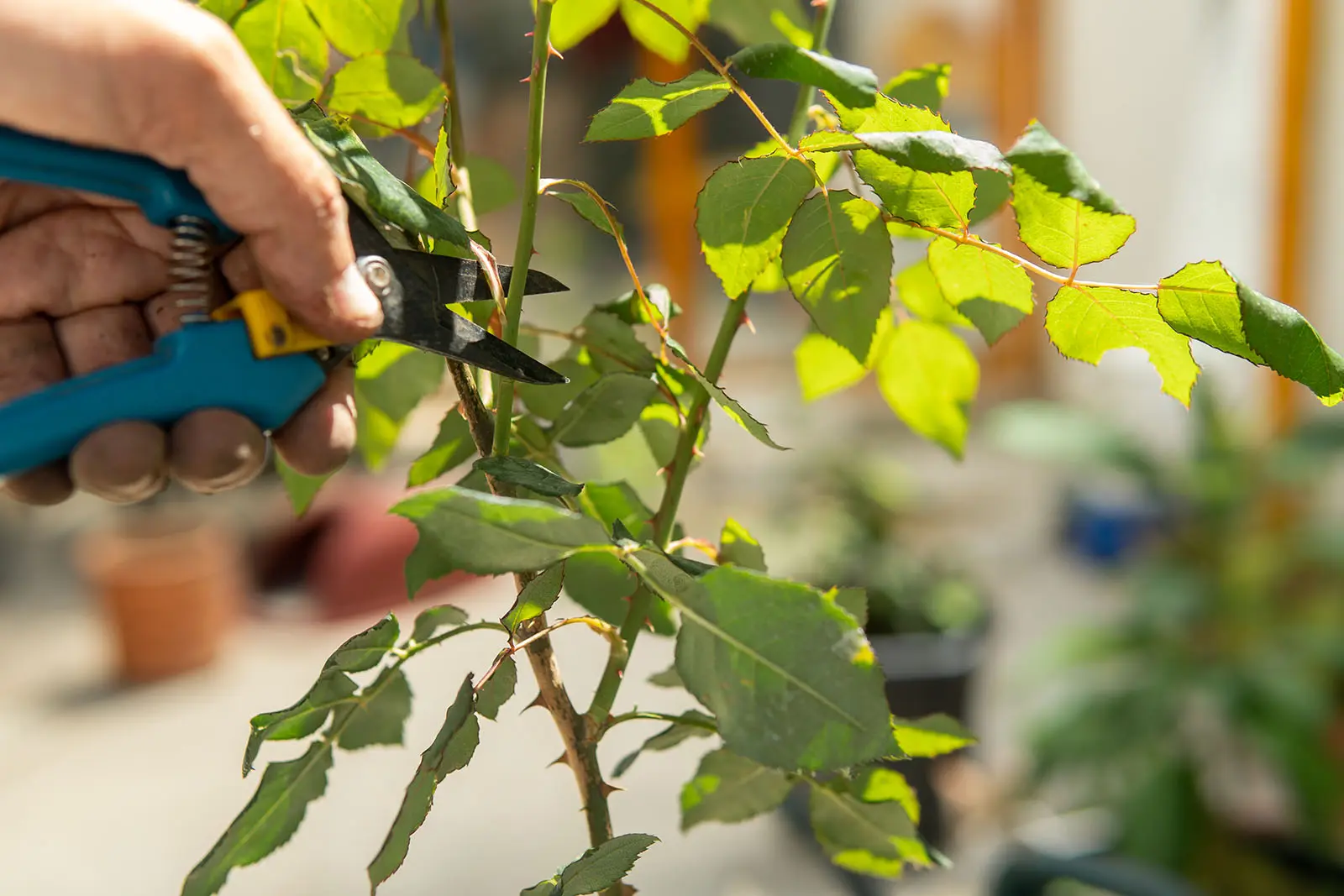 Taille des rosiers – Guide complet