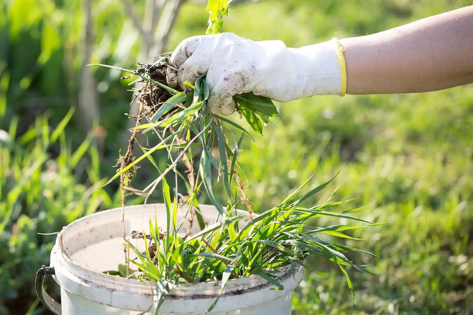 Main gantée arrachant des mauvaises herbes avec la racine, dans un jardin.