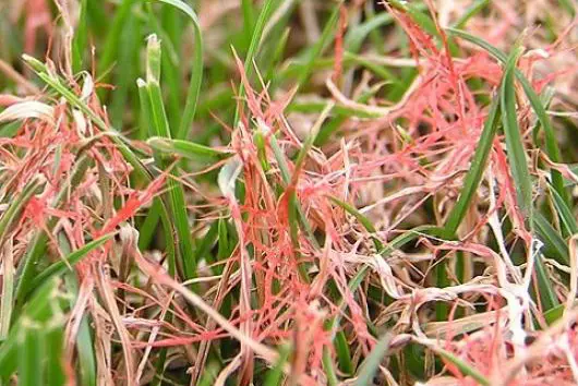 Filaments rouge-rosé sur les brins : symptôme typique du fil rouge (maladie du gazon).