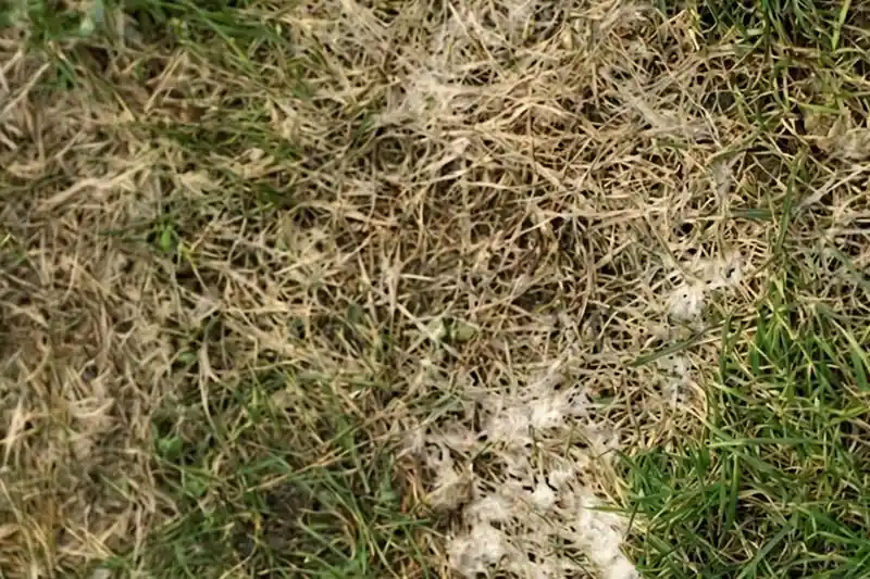 Mycélium blanc sur une zone de gazon jaunie : signe compatible avec une fusariose hivernale (moisissure des neiges);