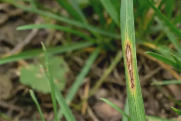 Brin d’herbe avec tache brune allongée : symptôme de taches foliaires (type helminthosporiose);