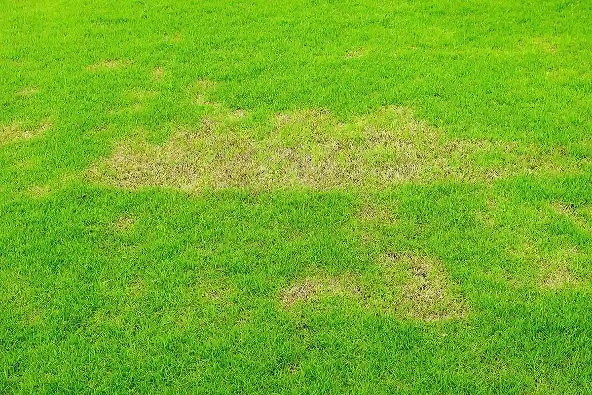 Grande tache jaune sur une pelouse : symptôme fréquent de maladie du gazon ou de stress.