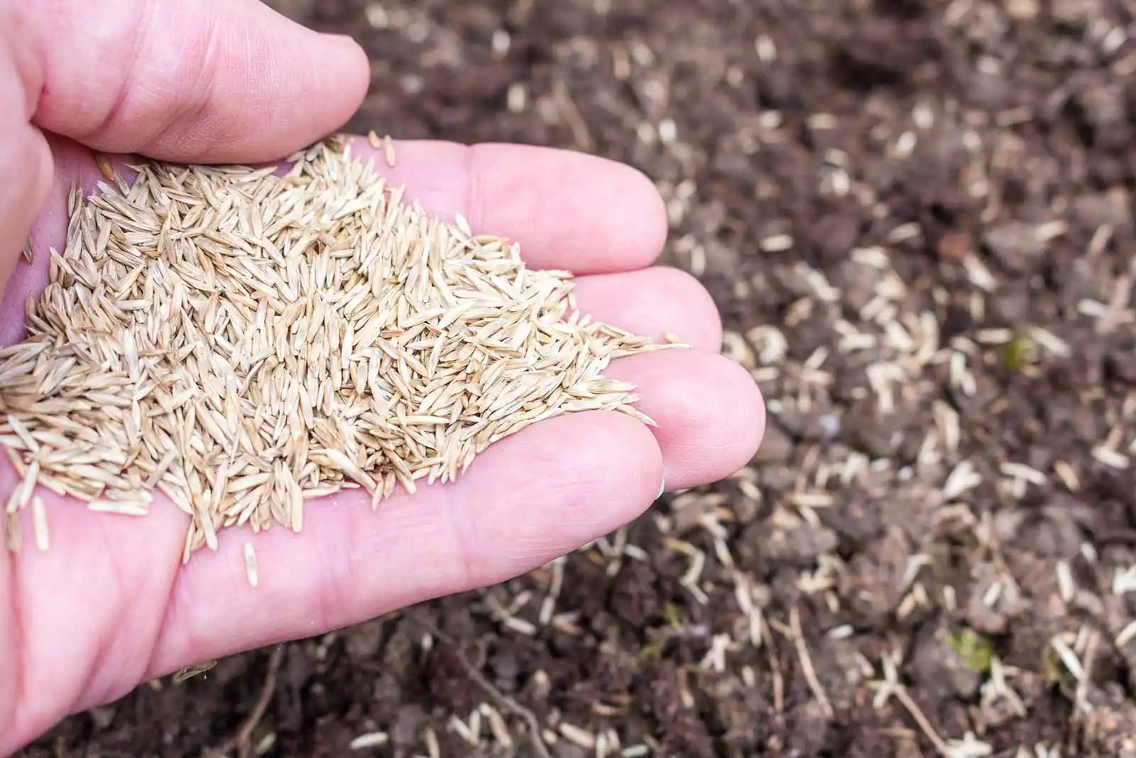 Quand semer son gazon : réussir sa pelouse