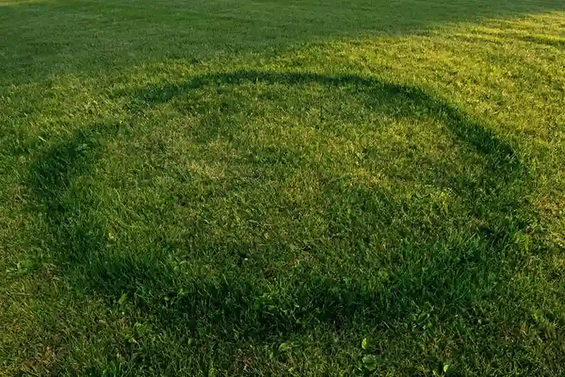 Anneau sur la pelouse : symptôme typique des ronds de sorcière.