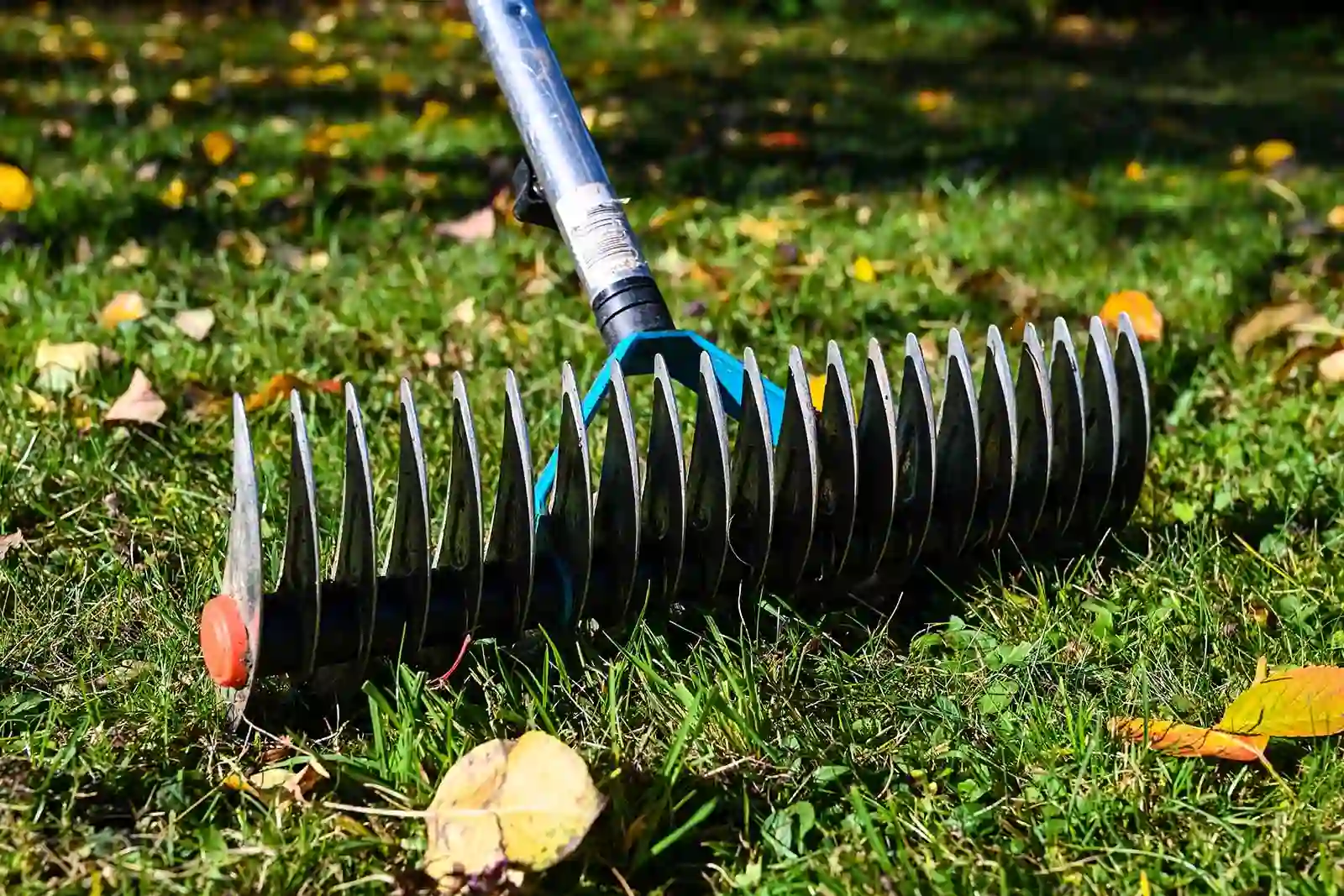 Scarificateur manuel posé sur une pelouse, prêt à scarifier le gazon.