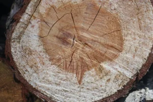 Bois de chauffage humide avec traces claires, à surveiller en cas de risque de mérule.