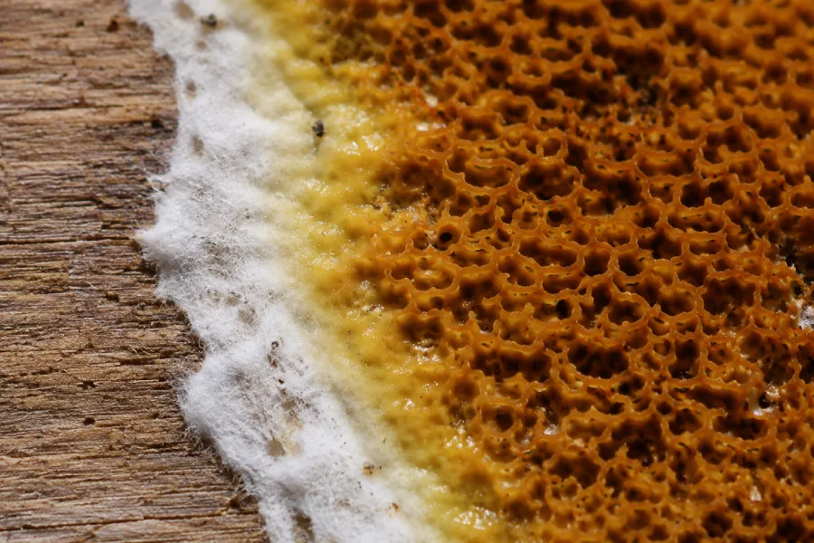 Mérule sur bois de chauffage avec mycélium blanc et fructification brun orangé sur du bois humide.